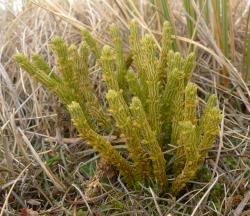 Huperzia australiana. Mature plant showing erect, sparingly branched stems.
 Image: L.R. Perrie © Te Papa CC BY-NC 4.0